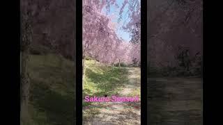 Sakura Season