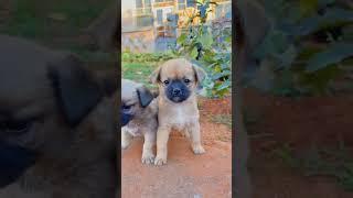 Friendship / puppy and puppy . A beautiful moment #1141 - #Chodat tv