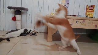 Funny cute kitten playing with toys || funny orange cat