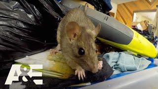 Hoarders: Rodents Infestations - Rats Run Rampant COMPILATION | A&E