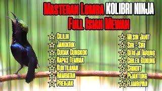 MASTERAN LOMBA KOLIBRI NINJA TERBAIK FULL TEMBAKAN MATERI ISIAN PANJANG JERNIH MEWAH