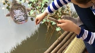 Beautiful Girl Fishing - Amazig Fishing at Battambang - Cambodia Traditional Fishing (Part 76)