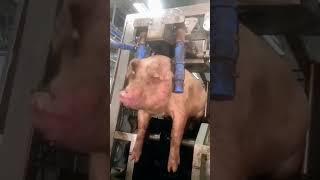 The fate of pigs