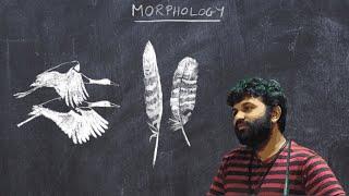 Basic Ornithology: Morphology:  Feathers, Plumage and Flight