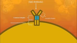 B-Cell Activation and Function