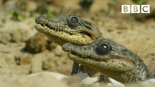 Sneaky croc camera captures incredible footage | Spy in the Wild - BBC