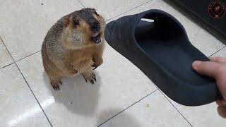 I don't understand why marmots like to bite slippers.