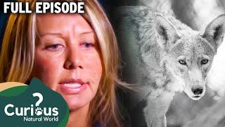 She Was Never The Same After Coyote Ate A Whole Face Off | Full Episode | Curious?: Natural World