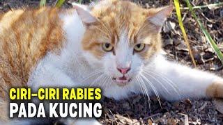WASPADA.! Inilah Ciri-ciri Kucing & Anjing yang Terkena Rabies dan Cara Mencegah Rabies