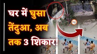 Tendua घर में घुस गया | जाली भी काम नहीं आई | दिवार फांद कर... CCTV Footage | वन विभाग पकड़ नहीं पाई!