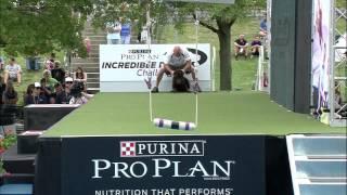 Fetch It 1st Place - 2015 Incredible Dog Challenge National Finals Gray Summit, MO