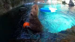 Rescued Sea Otters Play Basketball Game