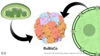 Rubisco mechanism of action: Carboxylase vs Oxygenase