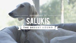 ALL ABOUT LIVING WITH SALUKIS: THE DESERT HOUND