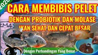 CARA MEMBIBIS PELET IKAN DENGAN EM4 DAN MOLASE