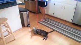 Funny cats compilation walking on the leash