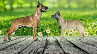 Belgian Malinois - XL VS Standard Size Comparison