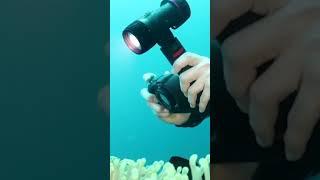 Underwater Camera: Top Picks 2023! #shots