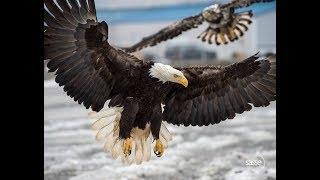 Enjoy wild Eagles in 4K