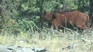 Rare Footage of a Grizzly Bear Attacking a Cow || ViralHog