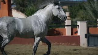 Андалузская порода Www.SpanishHorse.Ru