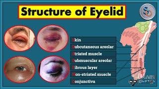 Eyelid- Anatomy or Structures of Eyelid (Video-2)