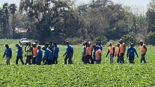 Thousands Of Illegals Picking Strawberries In Central Florida Despite Whatever You Heard