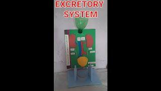 Basic concept related to excretory system||vp basic concepts of science