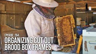 Inspecting & Organizing Brood Box Frames in Poly HIves: Beehive Maintenance | The Bush Bee Man