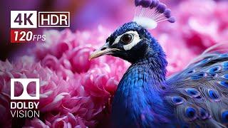 BIRDS OF The World 4K HDR VIDEO - 120FPS Dolby Vision™