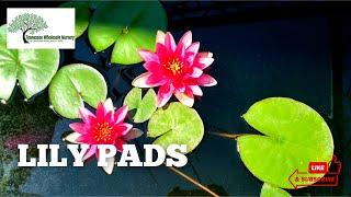 Water Lily Pads For Sale Online | Tn Nursery