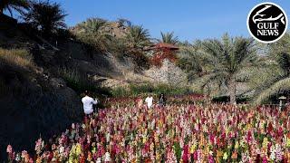 Blooming haven: Explore UAE Flower Farm in Fujairah