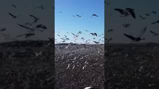 Bird takes out drone #duck #goosehunt #waterfowl #snowgoose #hunting