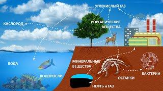 Круговорот веществ в природе