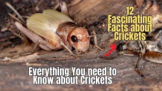 12 Facts about Crickets  Cricket Insect Information