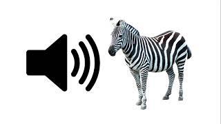 Zebra - Sound Effect | ProSounds