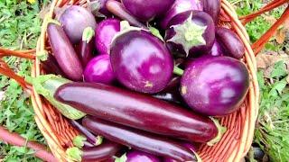 How to preserve eggplant is also called garden eggs in Africa.