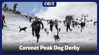 Dog Derby at Coronet Peak