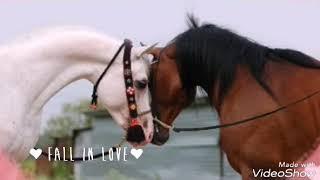 Слайд-шоу Любовь Лошадей 1 часть