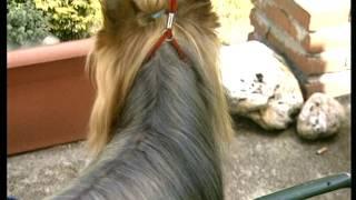 The Yorkshire Terrier - Pet Dog Documentary English