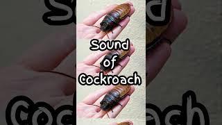 Real Cockroach Sound Effect 🪳 [Royalty free SFX]