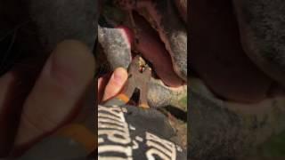 Removing plaque from horse tooth