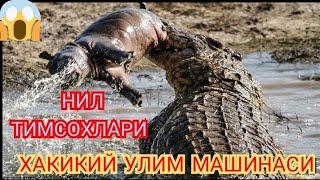 Нил тимсохлари Хакикий улим машинаси #конхур_ тимсохлар #обуна_булинг #hammaga_qiziq #bilib_oling