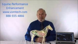 Ways of Equine Performance Enhancement