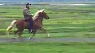 Super Tölt on an Icelandic Horse