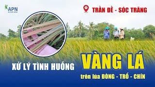 APN - XỬ LÝ TÌNH HUỐNG VÀNG LÁ TRÊN LÚA ĐÒNG, TRỔ, CHÍN - TRẦN ĐỀ, SÓC TRĂNG - ĐX 2025|17