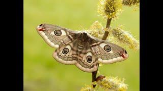 Emperor Moths in lockdown