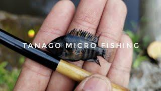 Micro fishing with friends family | Tanago/Edo Wazao style (traditional bamboo rod)