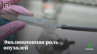 Эволюционная роль опухолей Андрей Козлов