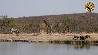 Warthog Giraffe Zebra and Impala